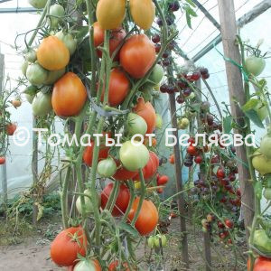 Томат Сердце востока Минусинские томаты, семена купить, Отзывы, редкие сорта, описания.