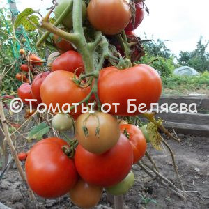 Томат-Гном Буба, семена купить, Отзывы, редкие сорта, Фото, описания