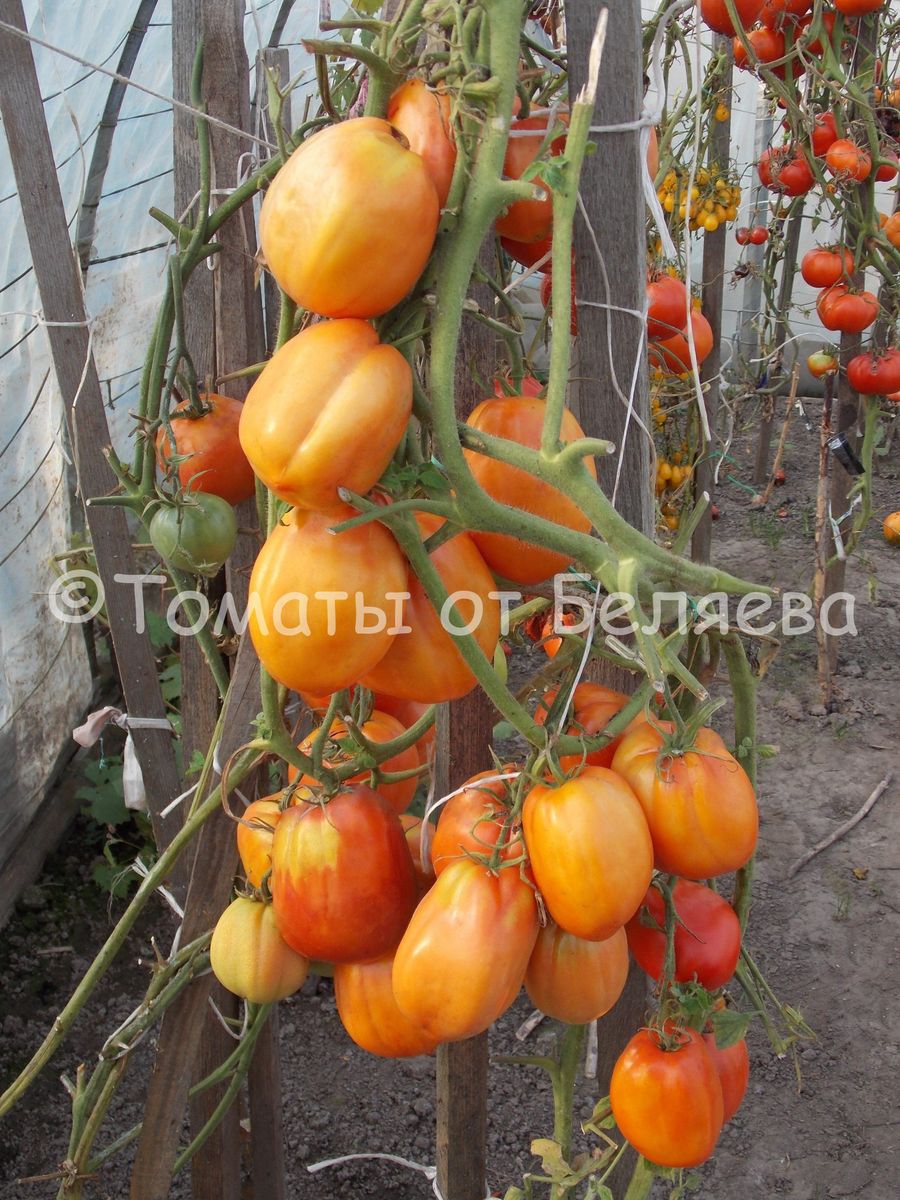 Высокорослые томаты • Томаты от Беляева