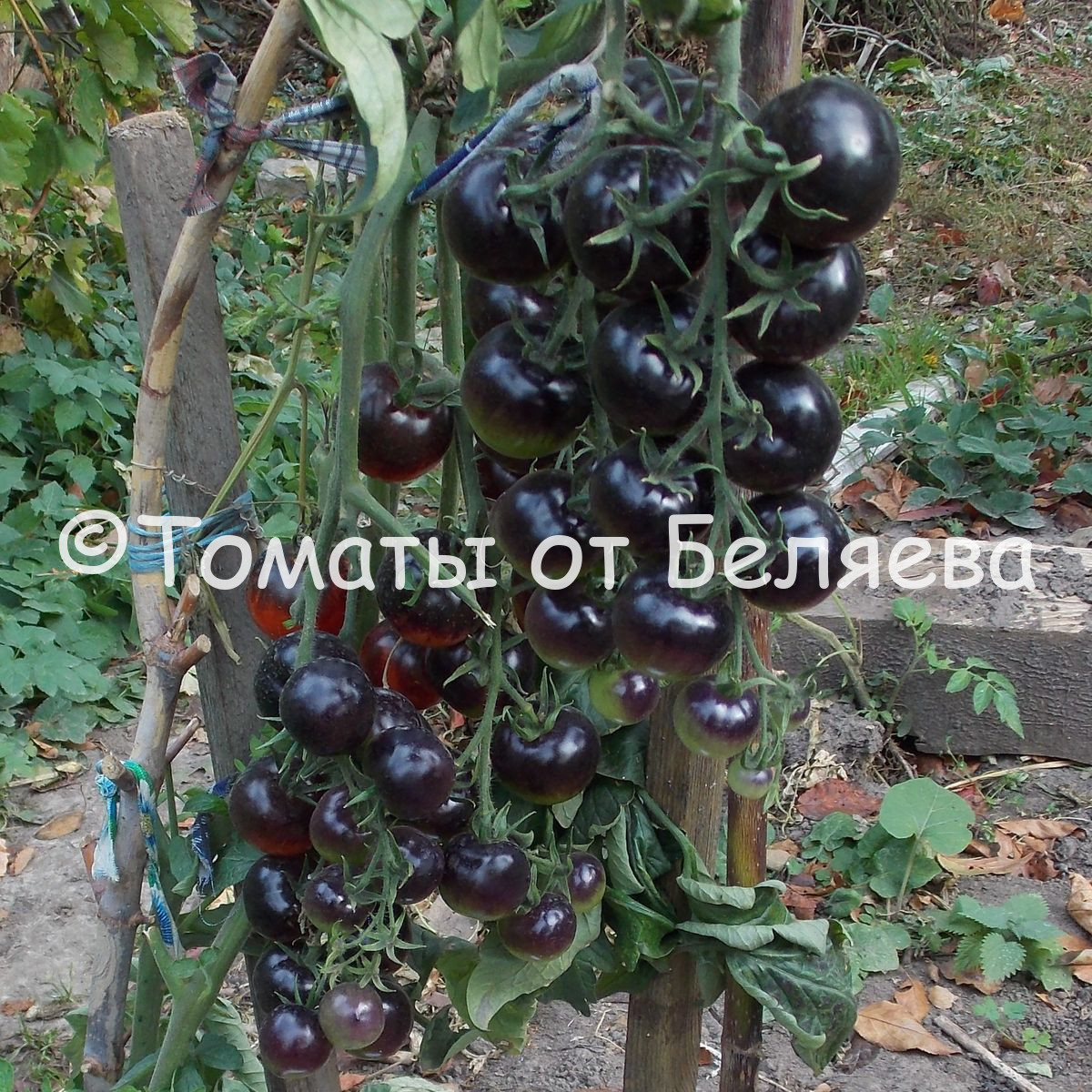 Черные томаты • ОТЗЫВЫ(94), Фото, Сорта ,Описание, Купить