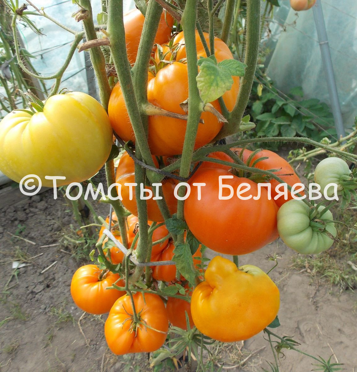 Минусинские томаты, Купить томаты минусинские, Семена от производителя, отзывы, характеристика с описанием сортов, фото.