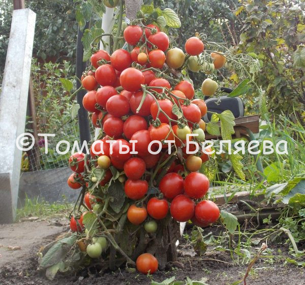 Низкорослые томаты для открытого грунта, для теплиц, лучшие сорта.