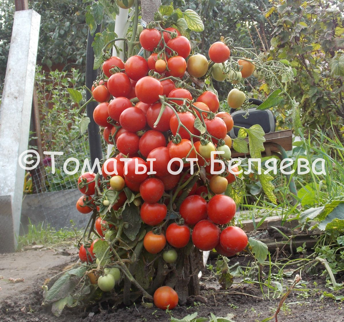 Какие низкорослые сорта томатов самые урожайные для открытого грунта?