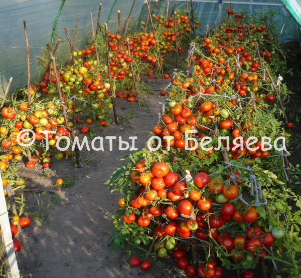 Томат Ранний-70, описание, Купить, Семена от производителя, отзывы, характеристика, фото, семена томатов от частных коллекционеров.