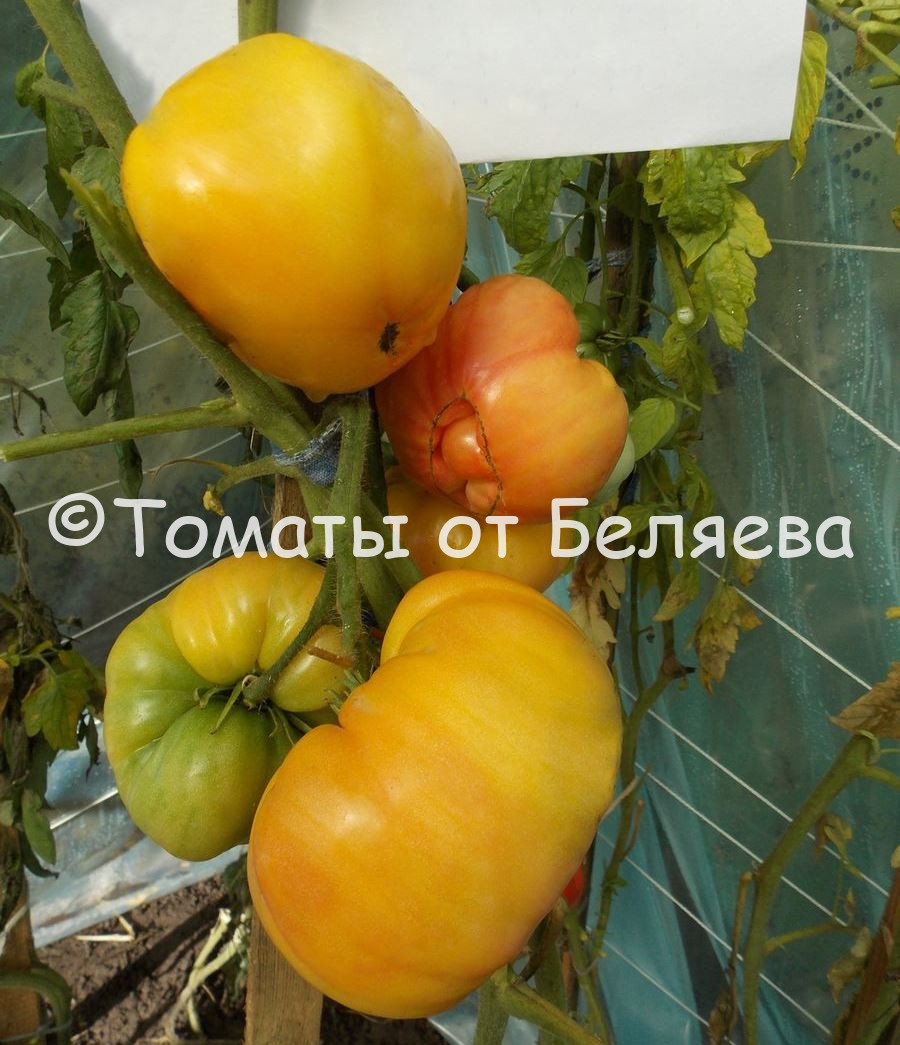 Томат Ананасный • Описание, ОТЗЫВЫ(14), фото, семена, купить