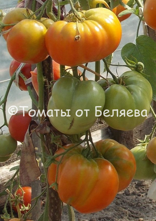 Томат Армянские, семена купить, Отзывы, редкие, коллекционные сорта, Фото, описания.