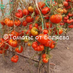 Томат Бараний бок, описание, Купить, Семена от производителя, отзывы, характеристика, фото, семена томатов от частных коллекционеров.