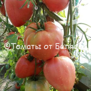 Купить семена томатов в интернет магазине - заказать семена помидор лучшихсортов