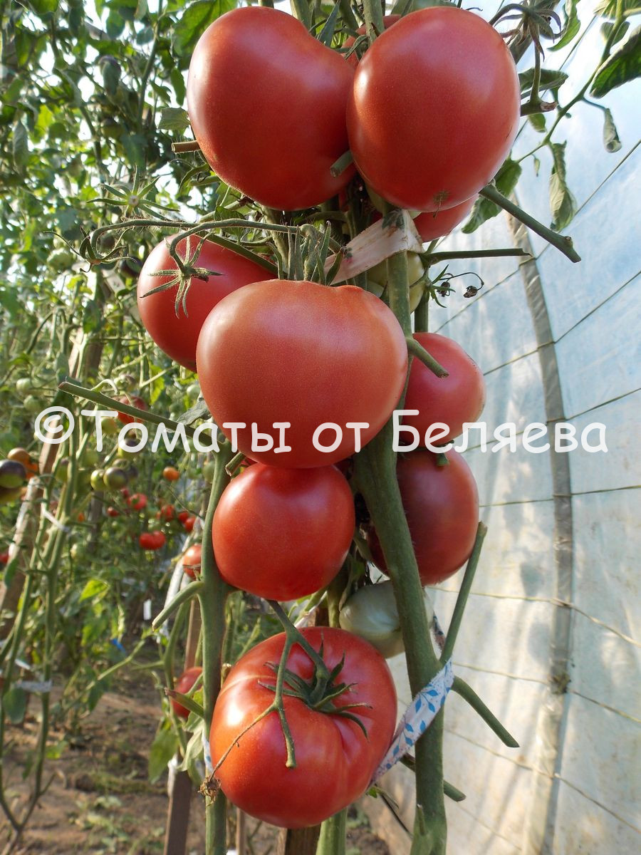 томаты бычье сердце описание сорта фото отзывы