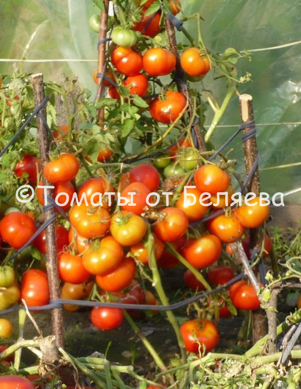 Томат Дана-к, описание, Купить, Семена от производителя, отзывы, характеристика, фото, семена томатов от частных коллекционеров.