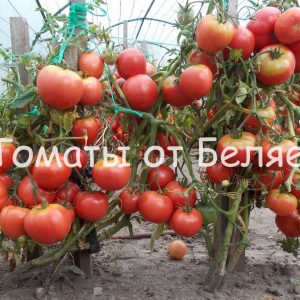 Розовые томаты: лучшие сорта ТОП-15 розовых помидоров с фото и описаниями -Томат32
