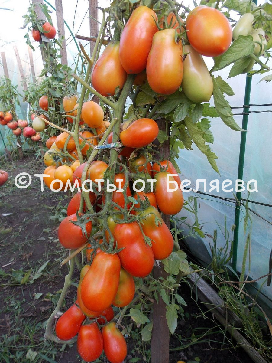 французский гроздевой томат описание и фото отзывы