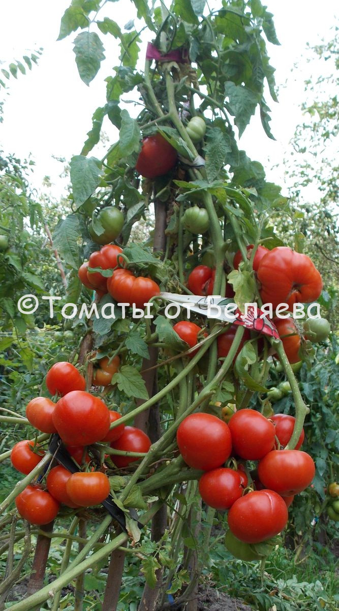 Томат Кечкемети 549: описание сорта помидоров, характеристики. Как вырастить, защитить от болезней и вредителей. Отзывы и рекомендации