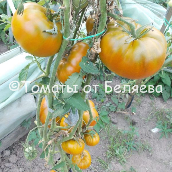 Томат Киви, Купить томаты минусинские, Семена от производителя, отзывы, характеристика с описанием сортов, фото.