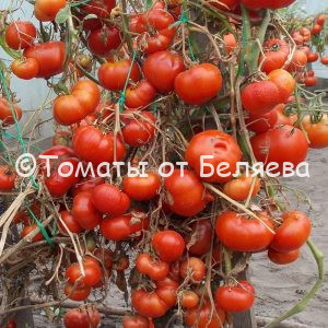 Томат Красный крафтовый, описание, Купить, Семена от производителя, отзывы, характеристика, фото, семена томатов от частных коллекционеров.
