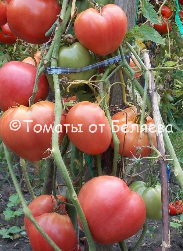 Томат Лененградский сердцевидный, семена купить, Отзывы, редкие, коллекционные сорта, Фото, описания.