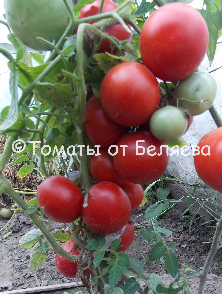 Томат Молодежный описание сорта помидоров характеристики отзывы