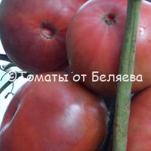 Томат Маризол фиолетовый, описание, Купить, Семена от производителя, отзывы, характеристика, фото, семена томатов от частных коллекционеров.
