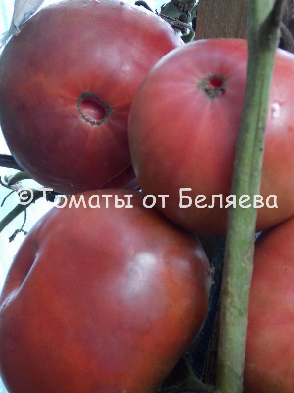 Томат Маризол фиолетовый, описание, Купить, Семена от производителя, отзывы, характеристика, фото, семена томатов от частных коллекционеров.