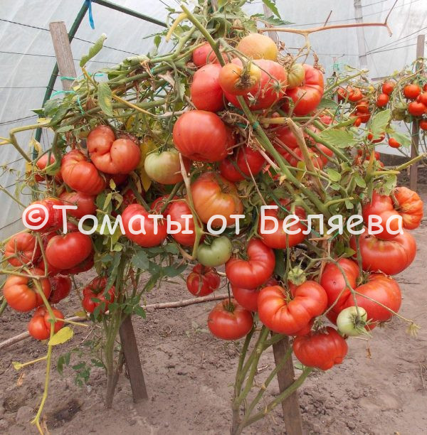 Сорта томатов для открытого грунта