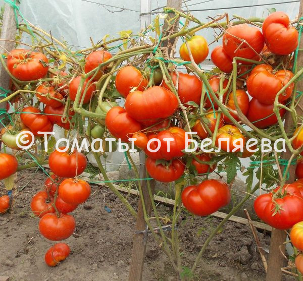Томат Минусинский новый, описание, Купить, Семена от производителя, отзывы, характеристика, фото, семена томатов от частных коллекционеров.