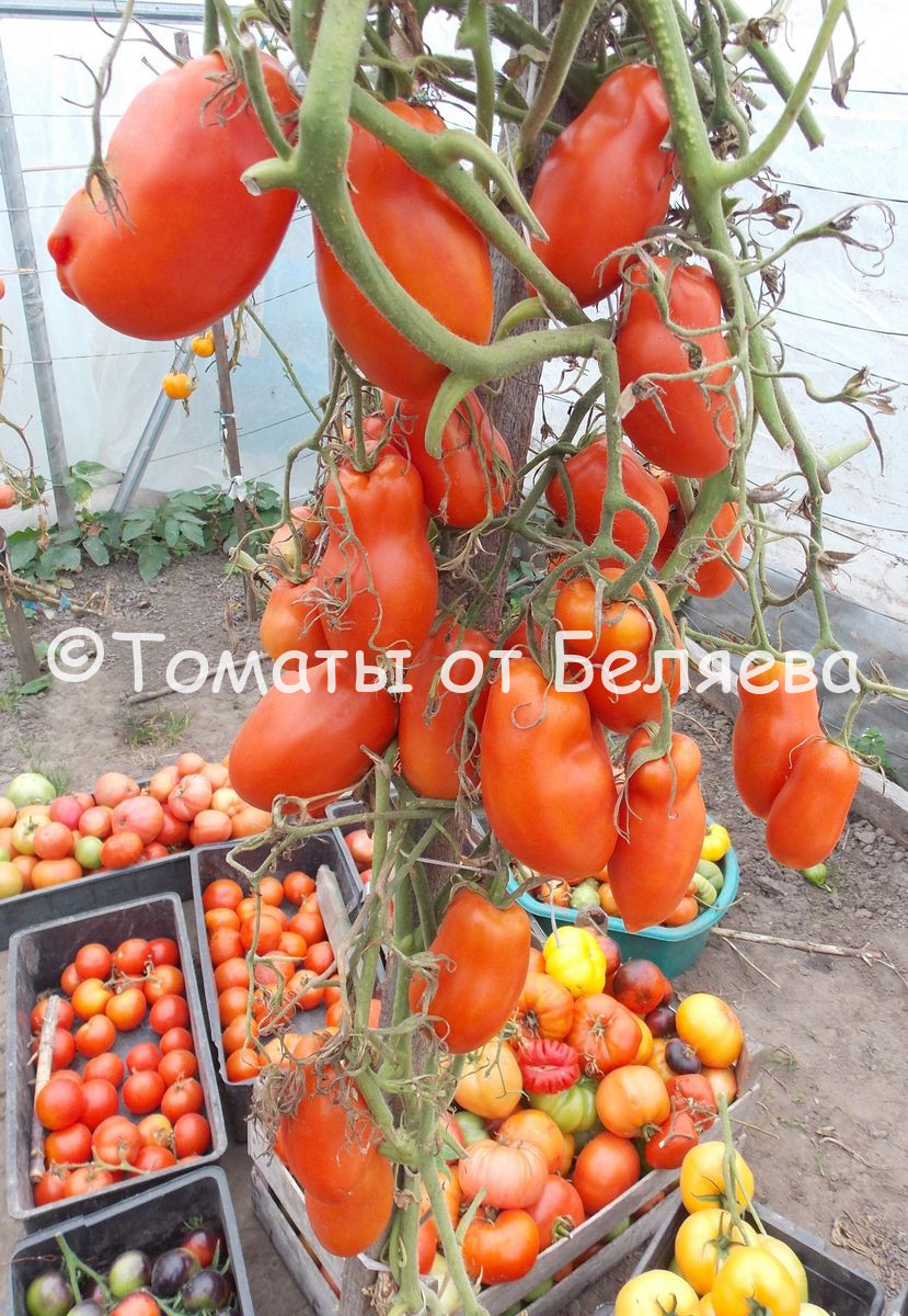 Круглые томаты