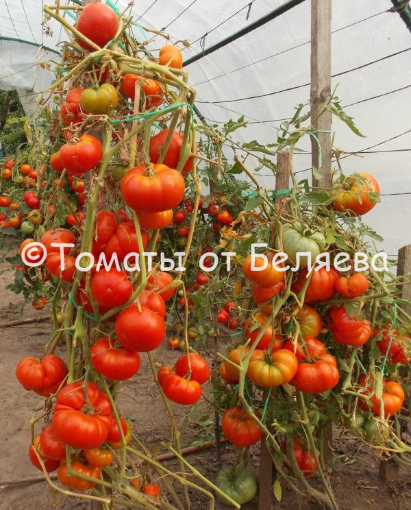 Томат Рэд вигл, описание, Купить, Семена от производителя, отзывы, характеристика, фото, семена томатов от частных коллекционеров.