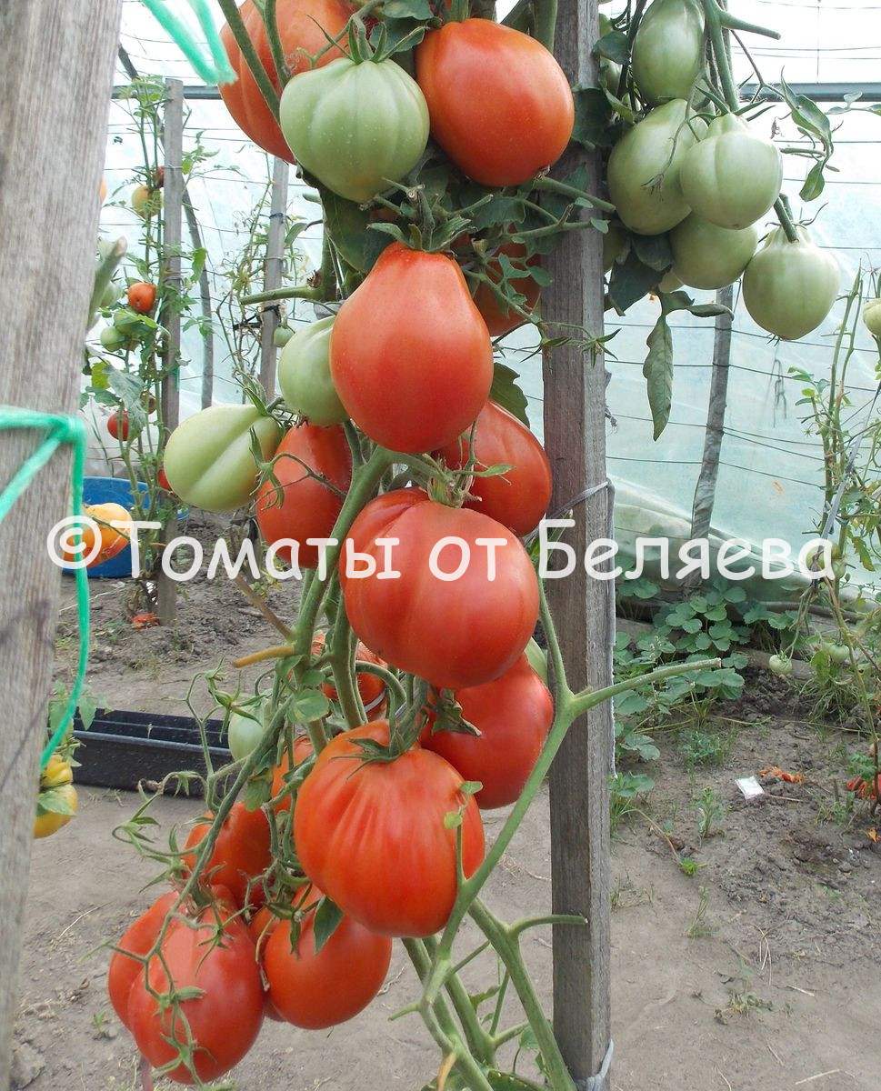сердце буйвола томат отзывы описание сорта