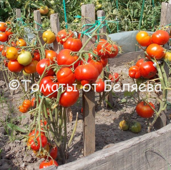 Томат Тетушка, лучшие томаты от коллекционеров