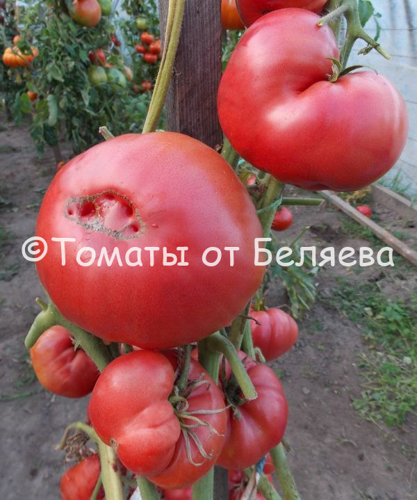 Томат Вова Путин, Купить томаты минусинские, Семена от производителя, отзывы, характеристика с описанием сортов, фото.