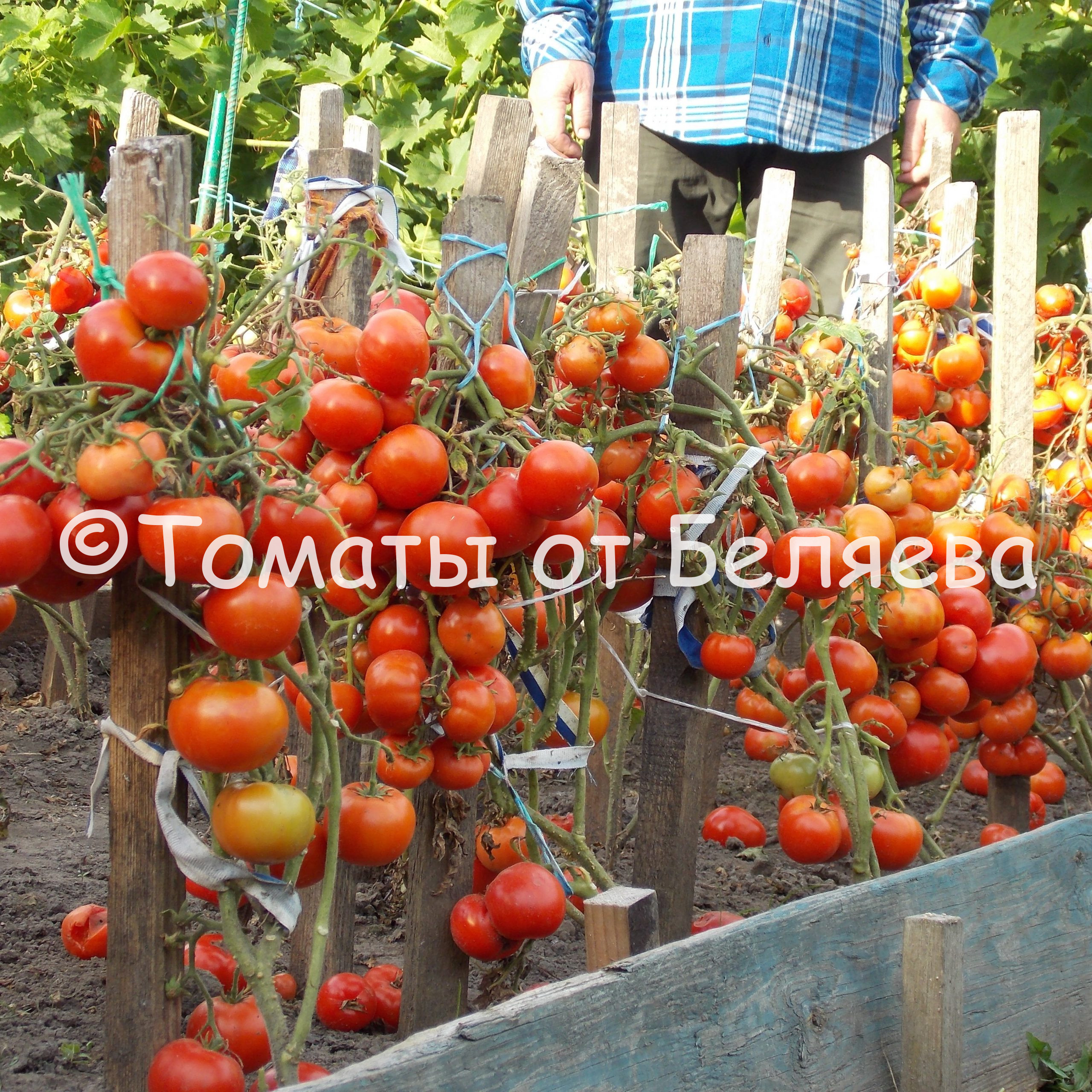 Черные томаты • ОТЗЫВЫ(94), Фото, Сорта ,Описание, Купить
