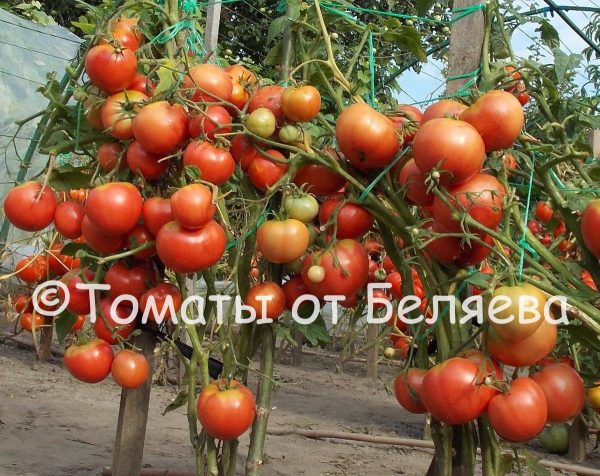 популярные сорта томатов для теплиц на урале