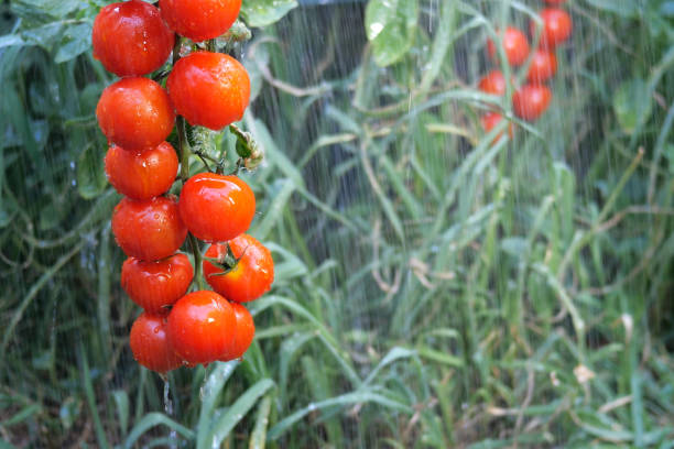 Трескаются томаты из за переувлажнения