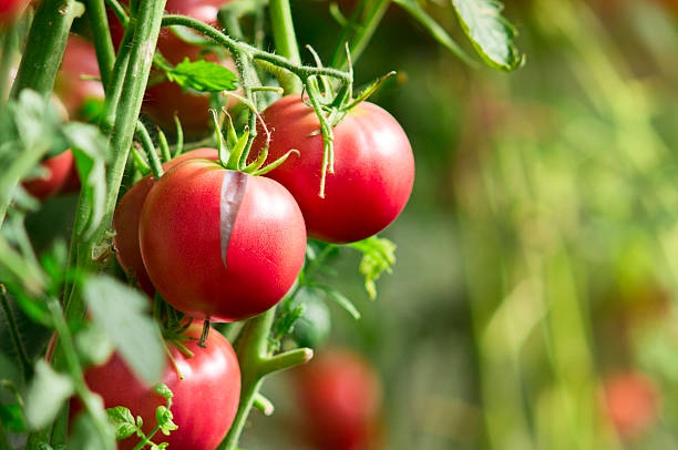 Почему трескаются томаты и что делать чтобы уберечься этого