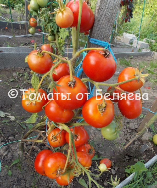 Томат Домашний помидор описание, купить, семена от производителя, отзывы, характеристика, фото, семена томатов от частных коллекционеров