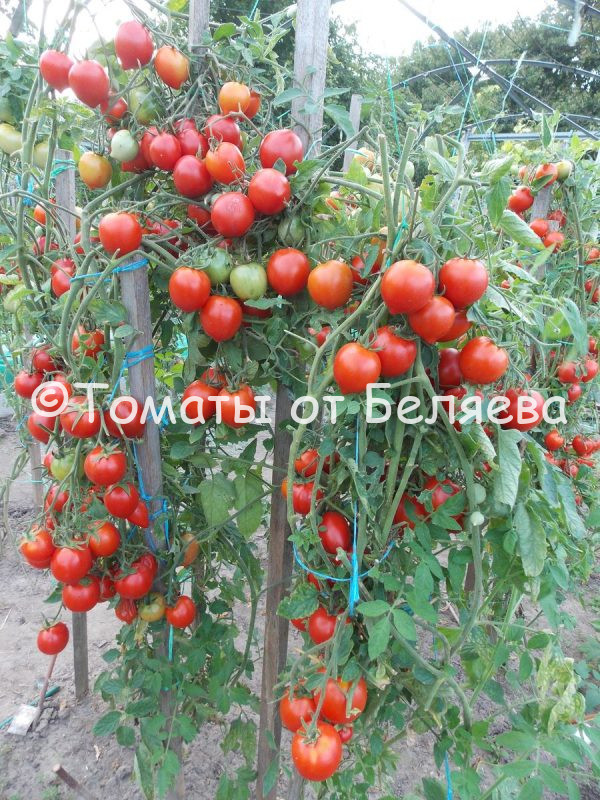 Томат Красный Легион описание, купить, семена от производителя, отзывы, характеристика, фото, семена томатов от частных коллекционеров