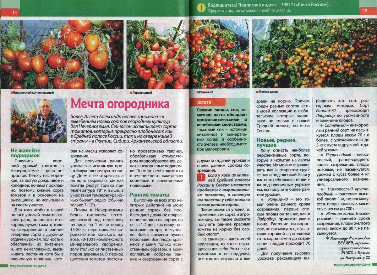 Статьи о томатах Беляева