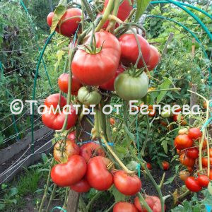 Томат Подарок дачника-описание, купить, семена от производителя, отзывы, характеристика, фото, семена томатов от частных коллекционеров