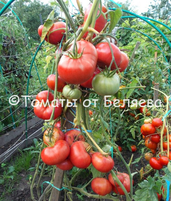 Томат Подарок дачника-описание, купить, семена от производителя, отзывы, характеристика, фото, семена томатов от частных коллекционеров