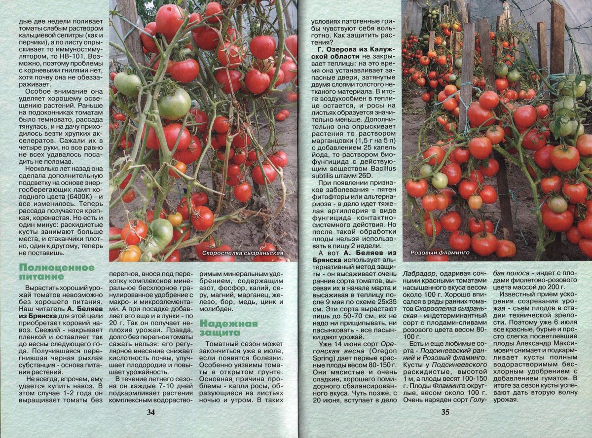 Статья о томатах Беляева Александра Максимовича