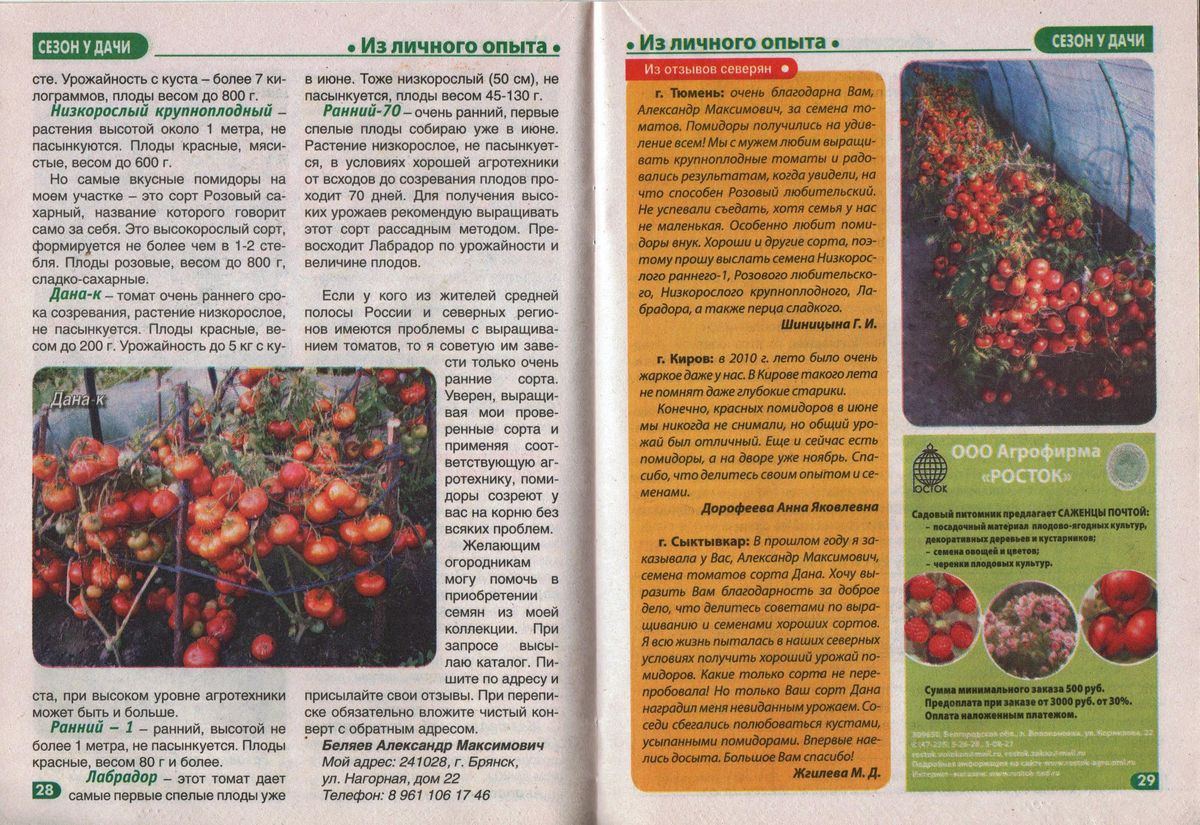 Статьи о томатах Беляева