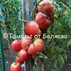 Томат Пряник розовый -описание, купить, семена от производителя, отзывы, характеристика, фото, семена томатов от частных коллекционеров