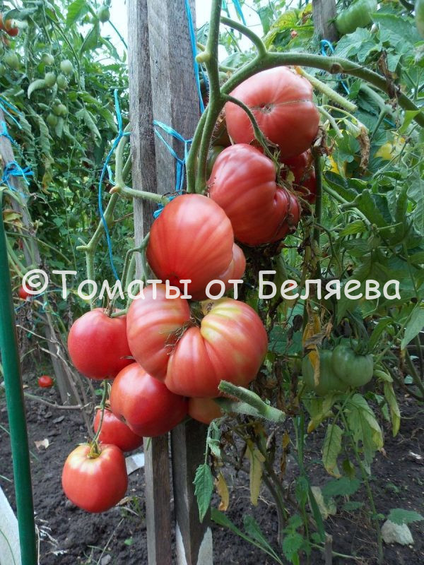 Томат Пряник розовый -описание, купить, семена от производителя, отзывы, характеристика, фото, семена томатов от частных коллекционеров