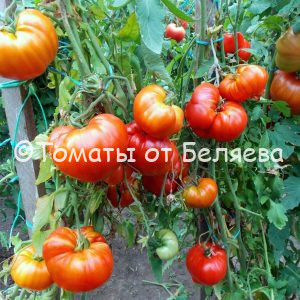 Томат Богатырь Сызранский - описание, купить, семена от производителя, отзывы, характеристика, фото, семена томатов от частных коллекционеров