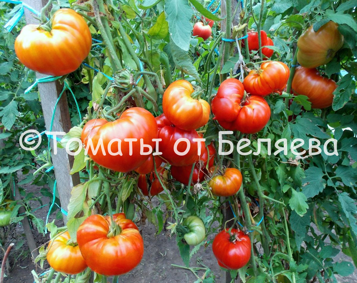Томат Богатырь Сызранский • Описание, ОТЗЫВЫ(6), фото, семена, купить