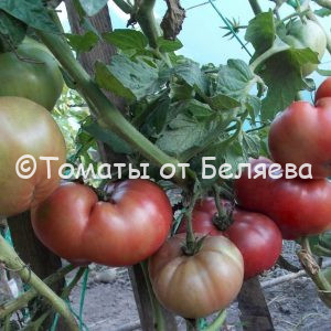 Томат Борония гном-описание, Купить, Семена от производителя, отзывы, характеристика, фото, семена томатов от частных коллекционеров