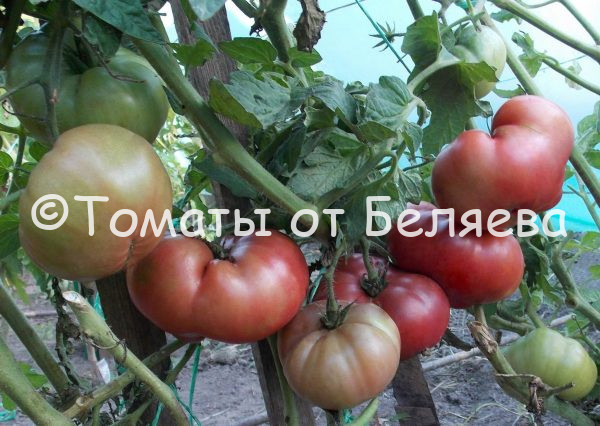 Томат Борония гном-описание, Купить, Семена от производителя, отзывы, характеристика, фото, семена томатов от частных коллекционеров