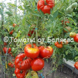 Томат Бурлак минусинский- описание, купить, семена от производителя, отзывы, характеристика, фото, семена томатов от частных коллекционеров