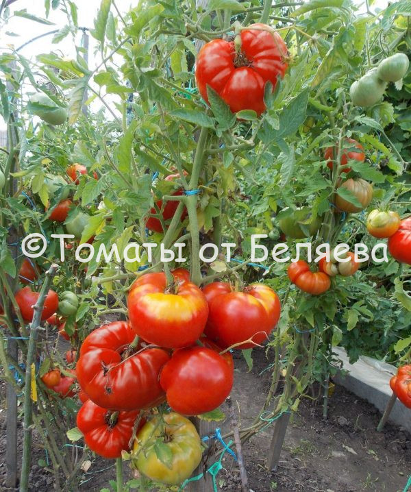 Томат Бурлак минусинский- описание, купить, семена от производителя, отзывы, характеристика, фото, семена томатов от частных коллекционеров