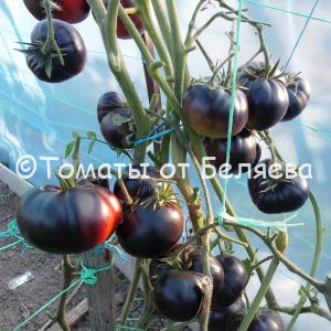Томат Черная красавица, описание, купить, семена от производителя, отзывы, характеристика, фото, семена томатов от частных коллекционеров